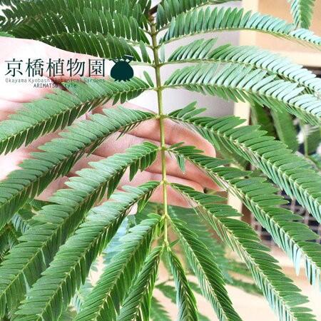 現品】ネムノキ/エバーフレッシュ曲がり8号白鉢（2）