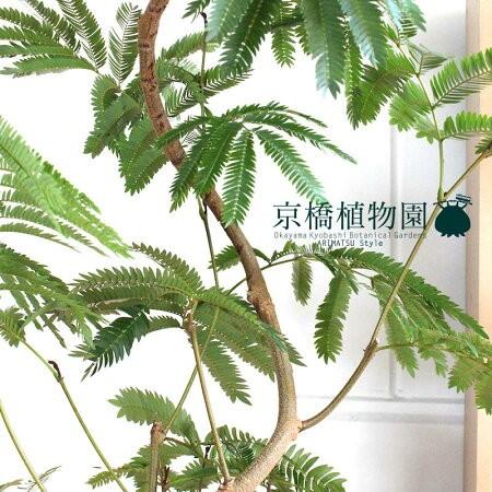 Nm‼️エバーフレッシュ曲がり❗️観葉植物！高さ143◎！沖縄産 Nm‼️エバーフレッシュ曲がり❗️観葉植物！高さ143◎！沖縄産