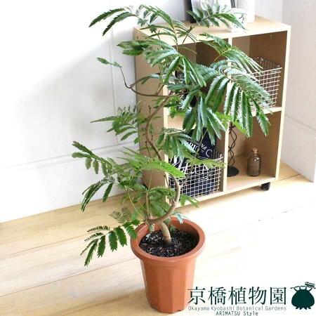 ネムノキ/エバーフレッシュ 曲がり 8号 : 花のアリマツ Yahoo!店