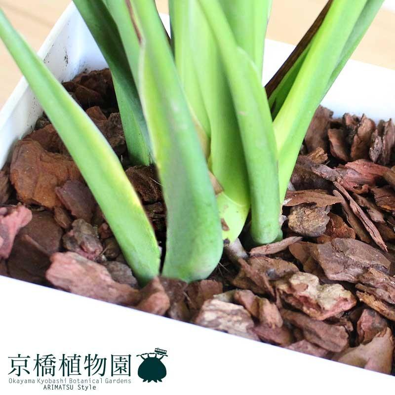 モンステラ 8号【白角鉢】 : 花のアリマツ Yahoo!店 - 通販 - Yahoo