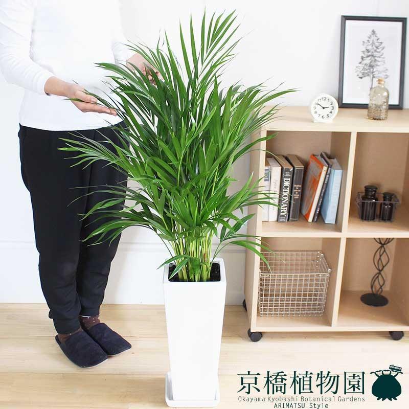 アレカヤシ 7号 白陶器鉢 Ag 1803 8 1 花のアリマツ Yahoo 店 通販 Yahoo ショッピング