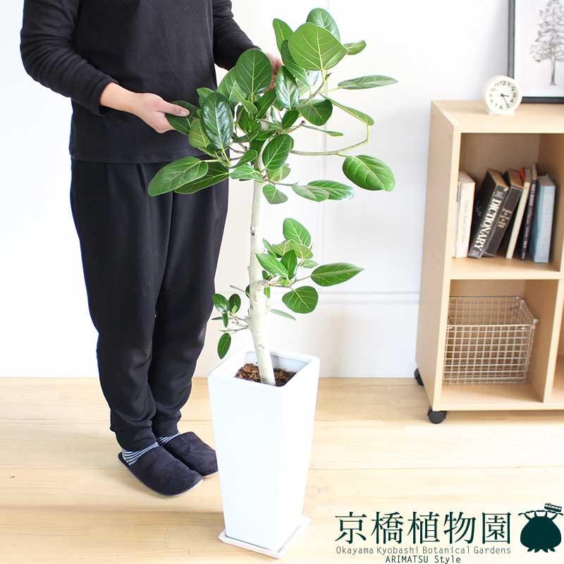 フィカス・ベンガレンシス 7号【陶器鉢】【受け皿付き】 - 観葉植物 