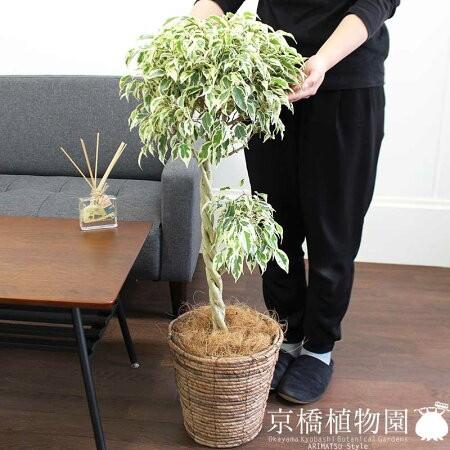 フィカス ベンジャミン 斑入り バリエガータ 6号 バスケット鉢カバー ブラウン Ag 7 2 1 株式会社花のアリマツ 通販 Yahoo ショッピング