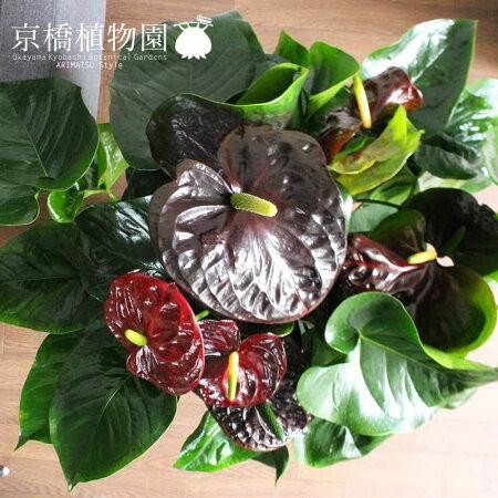 最先端 アンスリウム アンスリューム ブラッククイーン 10号 セラアート鉢 ブラック 受け皿付き ポイント10倍 Www Technet 21 Org