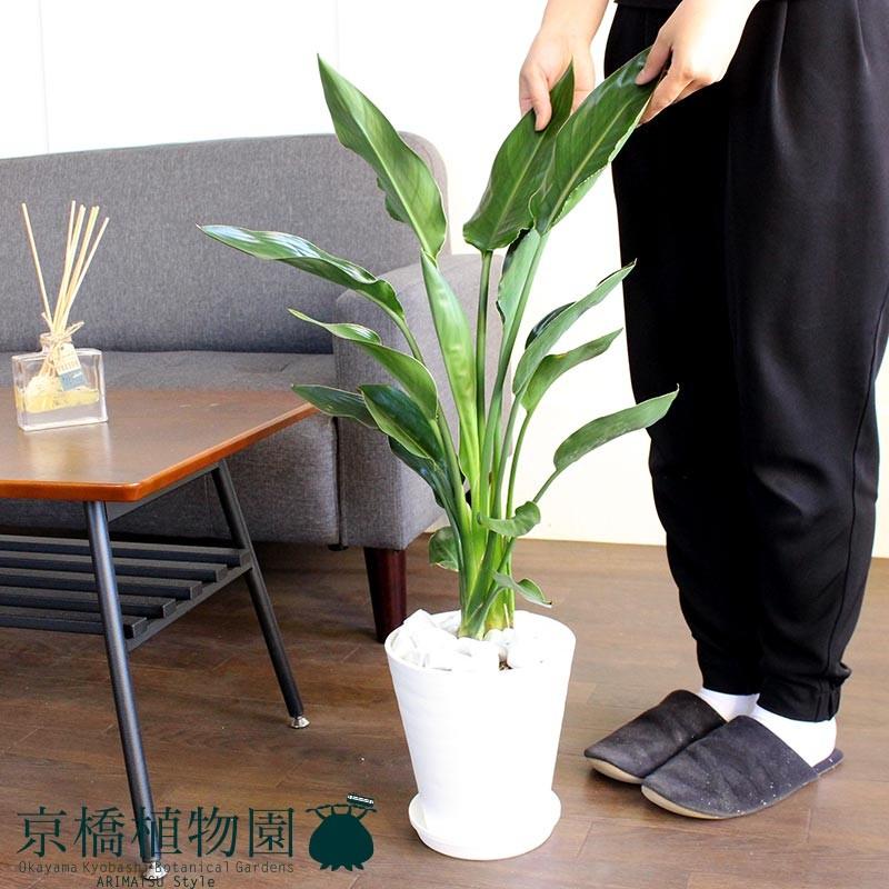 【観葉植物】 ストレリチア レギネ　受皿付 ストレチア・レギネ/ストレリチア・レギナエ 6号【セラアート鉢