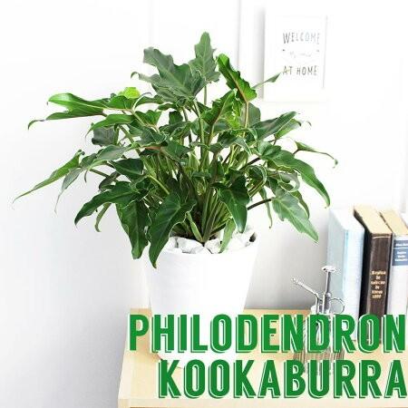 クッカバラ　観葉植物 クッカバラ 6号【セラアート鉢】 : 花のアリマツ Yahoo!店 - 通販
