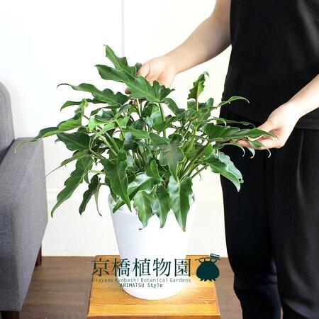 クッカバラ 6号【セラアート鉢】 : 花のアリマツ Yahoo!店 - 通販
