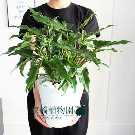 クッカバラ　観葉植物 クッカバラ 6号【セラアート鉢】 : 花のアリマツ Yahoo!店 - 通販