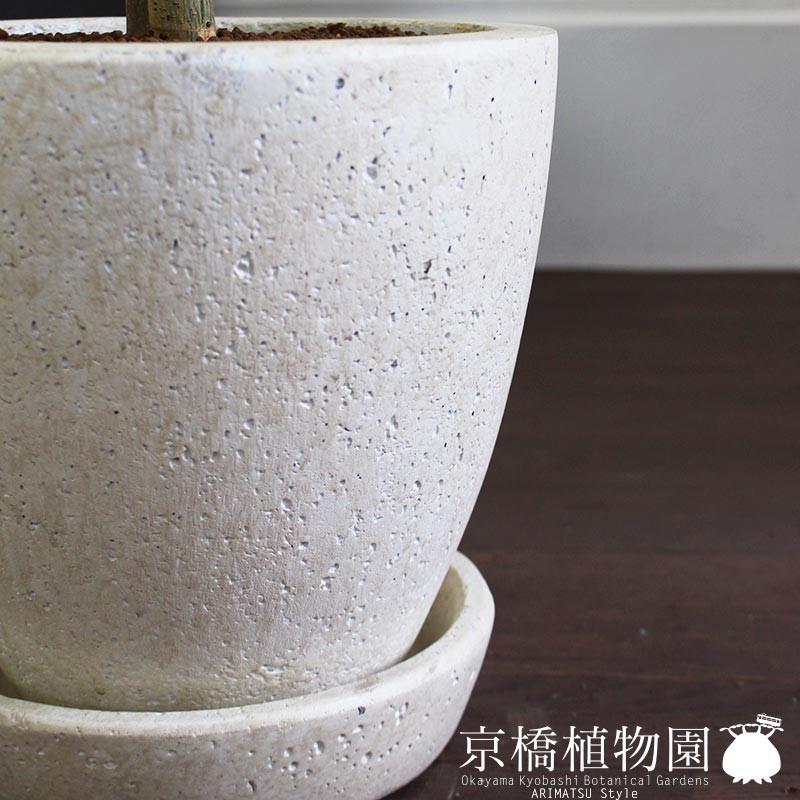 フィカス ウンベラータ 曲がり 鉢皿付き フィカス ウンベラータ 曲がり