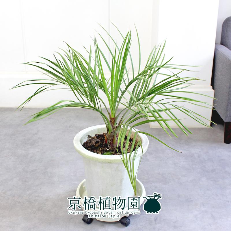現品】ココスヤシ 10号 白鉢（1） : 花のアリマツ Yahoo!店