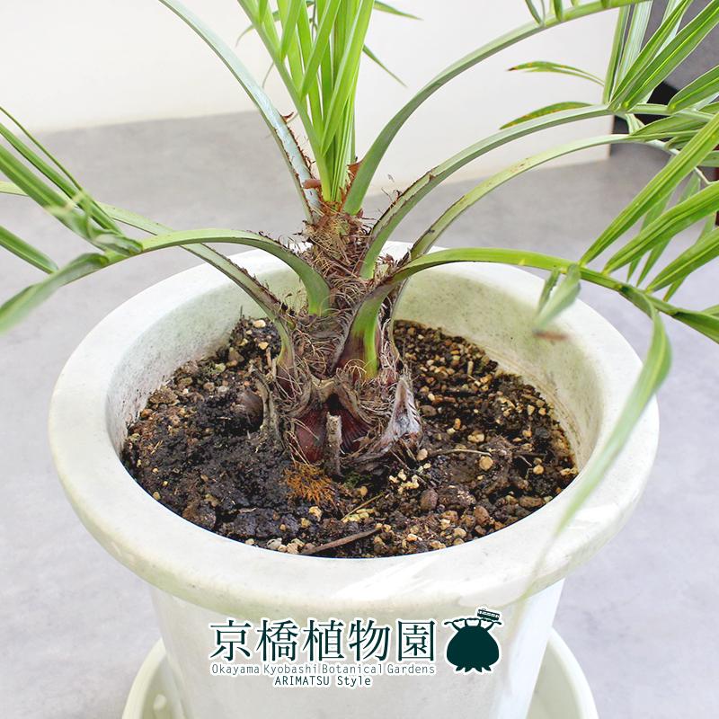 現品】ココスヤシ 10号 白鉢（3） : 花のアリマツ Yahoo!店 - 通販 