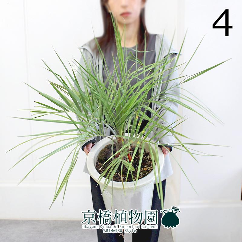 現品】ココスヤシ 10号 白鉢（4） : 花のアリマツ Yahoo!店 - 通販