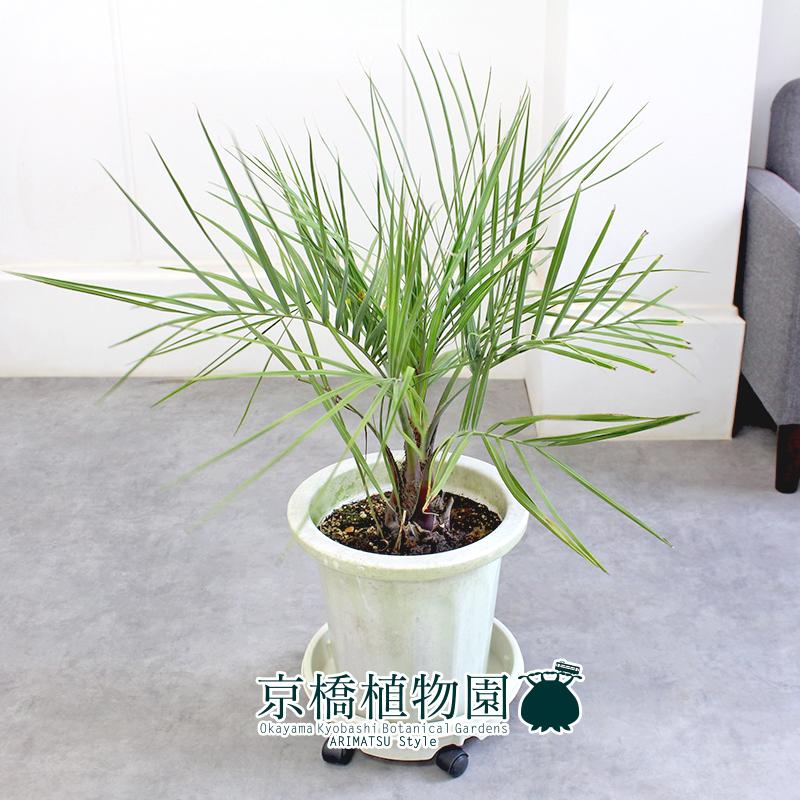現品】ココスヤシ 10号 白鉢（4） : 花のアリマツ Yahoo!店 - 通販