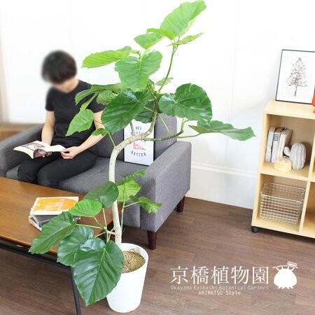 ハートリーフ】フィカス ウンベラータ 7号 曲がり【白セラアート鉢