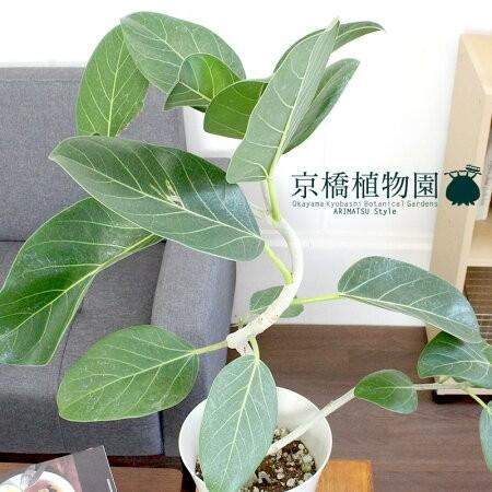 フィカス・ベンガレンシス 6号 曲がり【白プラスチック鉢】 : 花の