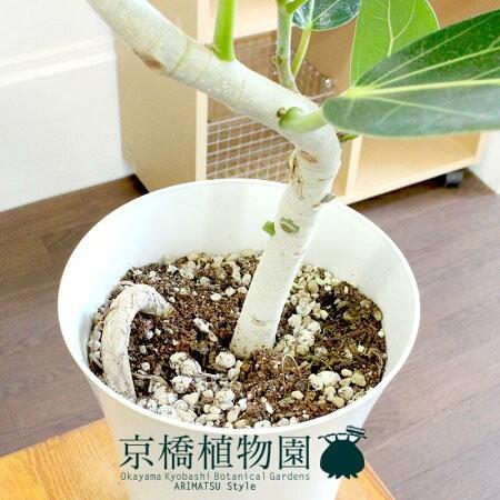 フィカス・ベンガレンシス 6号 曲がり【白プラスチック鉢】 : 花の