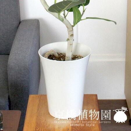 フィカス・ベンガレンシス 6号 曲がり【白プラスチック鉢】 : 花の