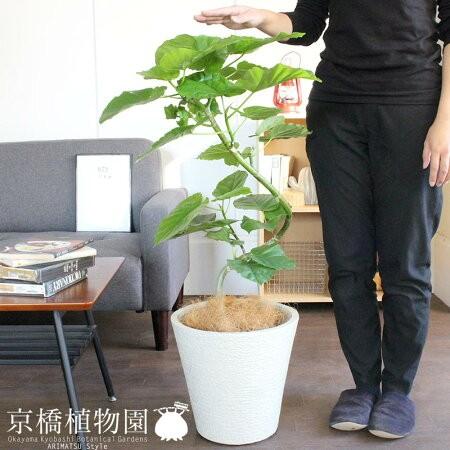 超大特価 ハートリーフ フィカス ウンベラータ 7号 曲がり ビアス鉢カバー ホワイト 輝く高品質な Smartlook Com Sa