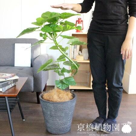 日本製 ハートリーフ フィカス ウンベラータ 7号 曲がり ビアス鉢カバー ブラック 流行に Tiebreak Fr