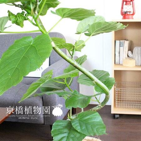 ハートリーフ】フィカス ウンベラータ 7号 曲がり : 花のアリマツ
