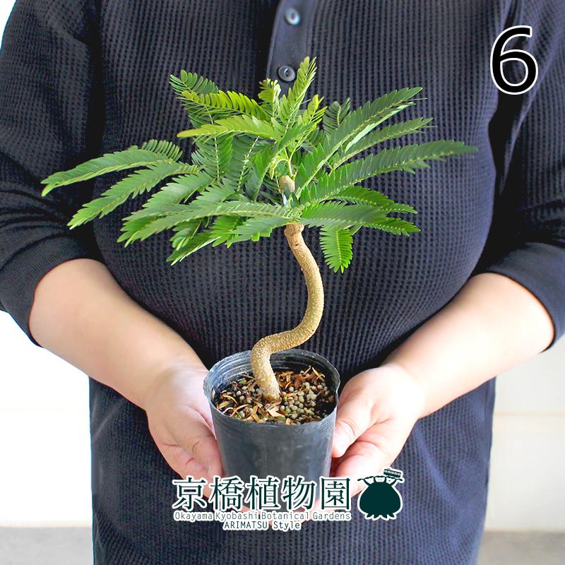 現品】ネムノキ/エバーフレッシュ 3号ポット（6） : 花のアリマツ