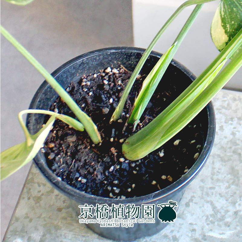 現品】モンステラ・タイコンステレーション 6号 黒鉢（3） : 花