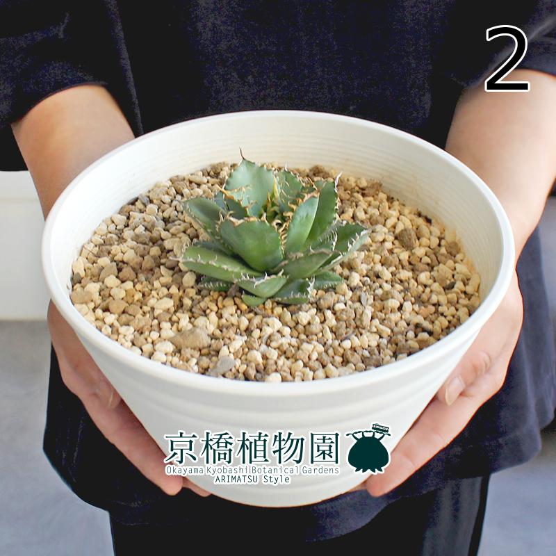 現品】アガベ・チタノタ・フィリグリー7号白セラアート鉢（2）