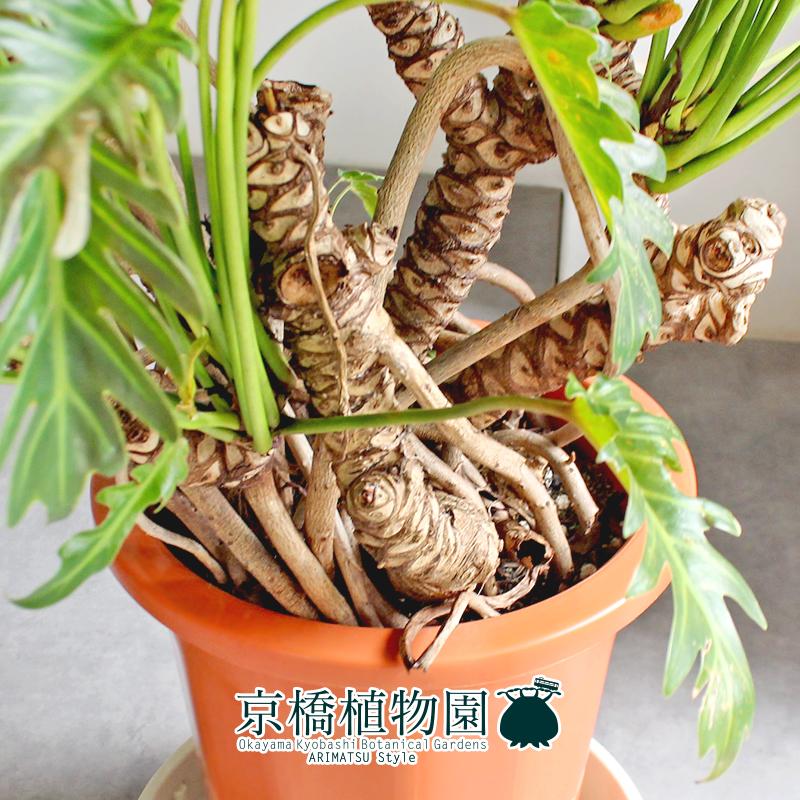【現品】クッカバラ　幹立ち　10号　茶鉢（1） 現品】クッカバラ 幹立ち 10号 茶鉢（1） 【公式通販】