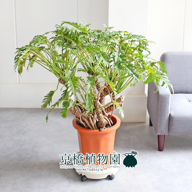 現品】クッカバラ 幹立ち 10号 茶鉢（1） 【公式通販】