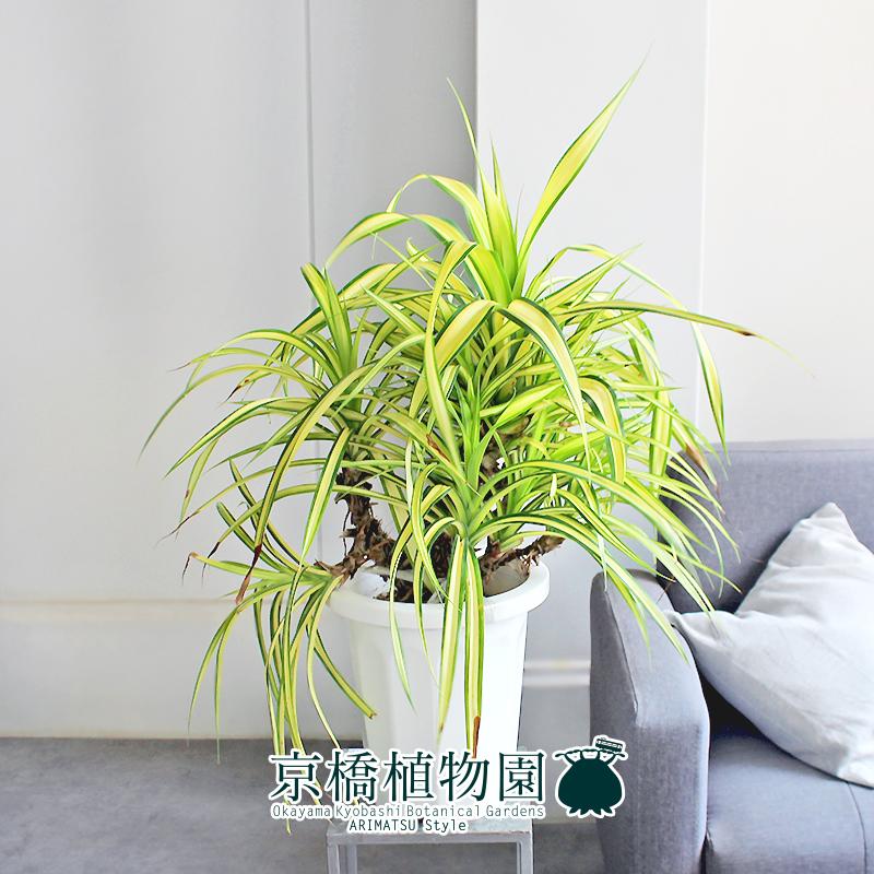現品】パンダナス（パンダヌス）/タコノキ 古木 8号 白鉢（1） : 花の