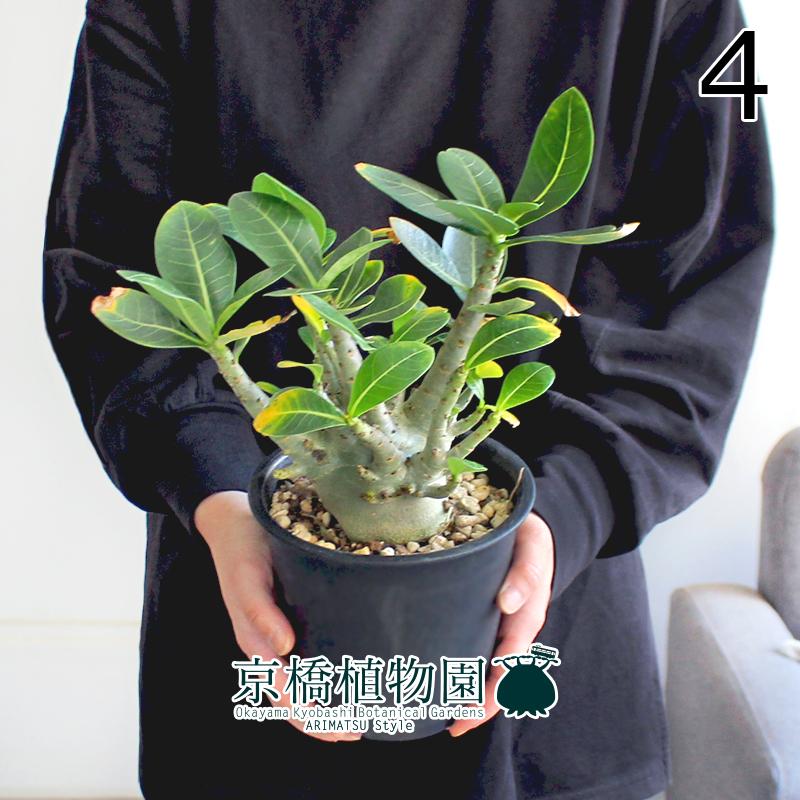 【セール】アデニウム　アラビカム　約5号鉢　No.013　鉢、送料込 現品】アデニウム・アラビカム モンスター 5号 黒鉢（4） : 花の