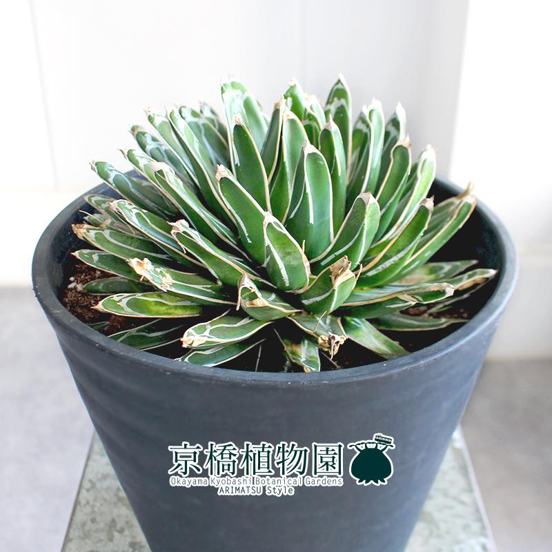 現品】アガベ・ササノユキ（笹の雪） 7号（1）黒セラアート鉢