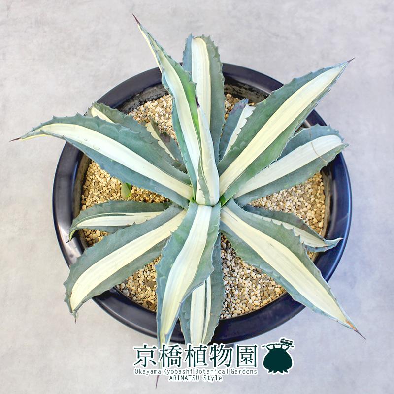 アガベ　特大株　アメリカーナ　華厳 現品】アガベ・アメリカーナ 華厳 特大株 13号 黒鉢（4） : 花の