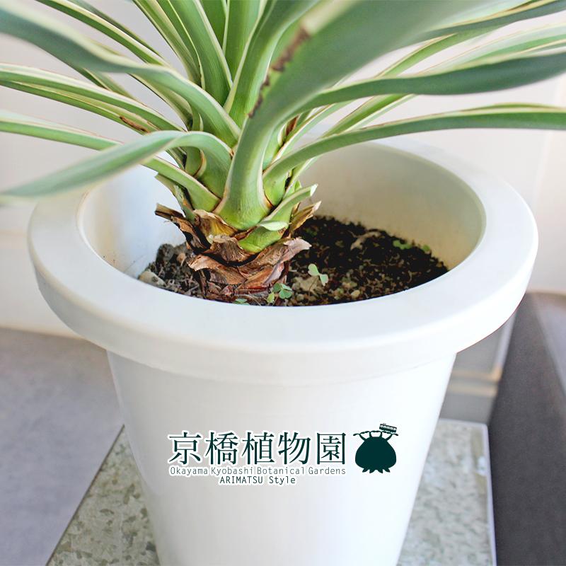 【現品】ユッカ・グロリオサ・バリエガータ　8号　白鉢　（3） 現品】ユッカ・グロリオサ・バリエガータ 8号 白鉢 （1）