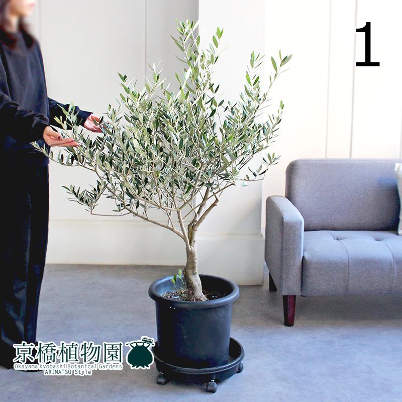 【現品】オリーブ　古木　ミッション　10号　黒鉢（1） 現品】オリーブ 古木 ミッション 10号 黒鉢（1） : 花のアリマツ Yahoo