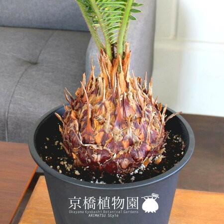 蘇鉄（ソテツ） 5号 黒鉢 : 花のアリマツ Yahoo!店 - 通販 - Yahoo