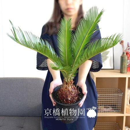 蘇鉄（ソテツ） 5号 黒鉢 : 花のアリマツ Yahoo!店 - 通販 - Yahoo