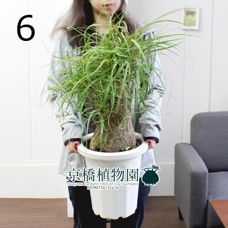 現品 トックリラン ノリナ ポニーテール 8号 6 Shershine Com