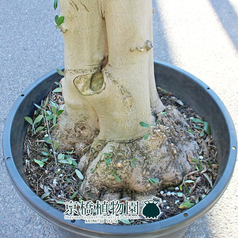 現品】オリーブ・ルッカ 古木 超極太 20号 黒鉢（2） : 花のアリマツ