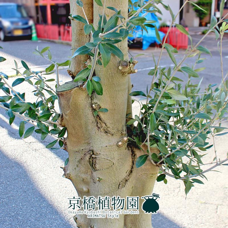現品】オリーブ・ルッカ 古木 超極太 20号 黒鉢（2） : 花のアリマツ