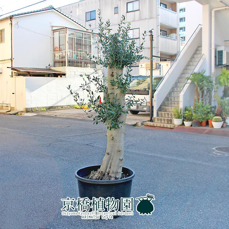 現品】オリーブ・ルッカ 古木 超極太 20号 黒鉢（2） : 花のアリマツ