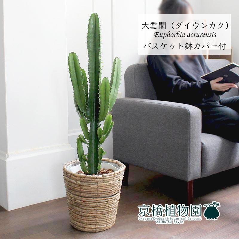 大雲閣（ダイウンカク） 7号【バスケット鉢カバー付き/ブラウン】