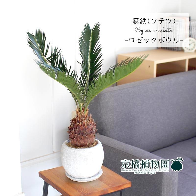 選べる鉢カラー ソテツ 蘇鉄 ロゼッタボウルsサイズ 受け皿付き ホワイト ブラック 5 大好評