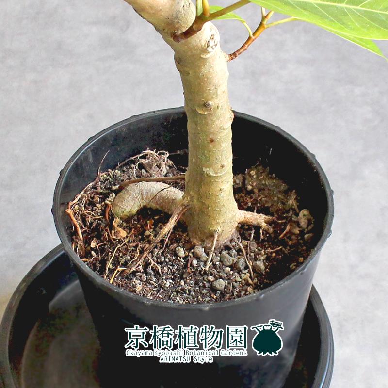 現品】フィカス・アルテシーマ7号曲がり黒鉢（2）