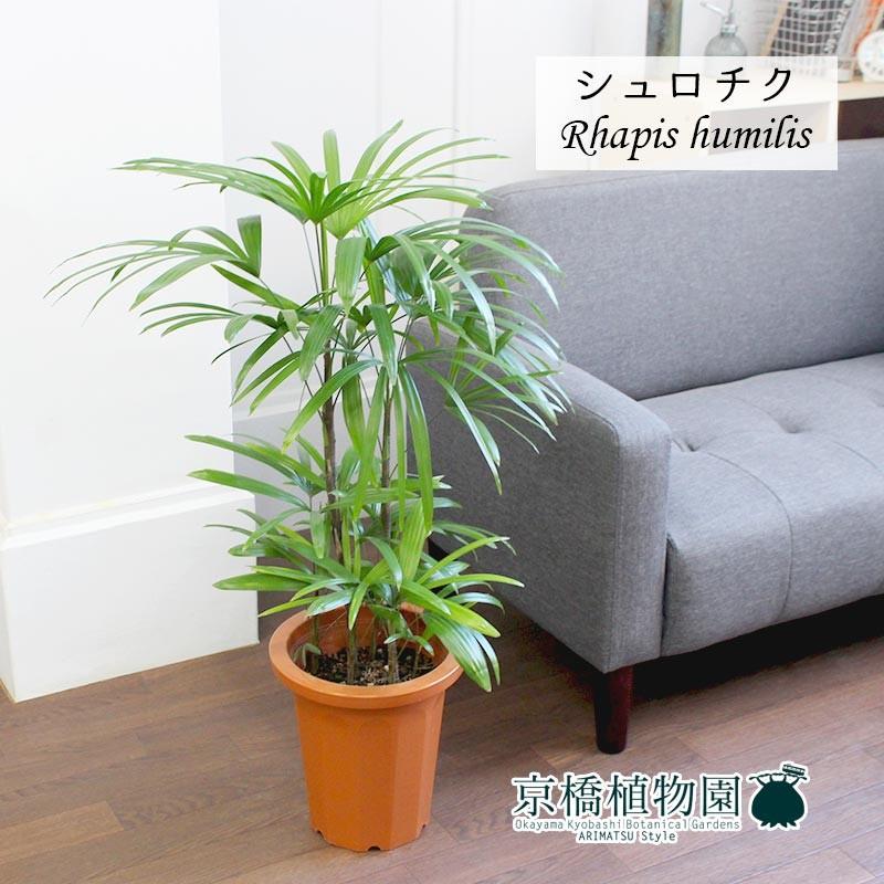 シュロチク　棕櫚竹　8号鉢　67 シュロチク（棕櫚竹） 8号鉢（ラスターポット）