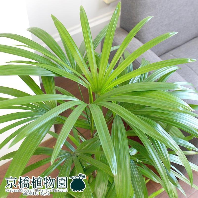 シュロチク/棕櫚竹 8号 : 花のアリマツ Yahoo!店 - 通販 - Yahoo