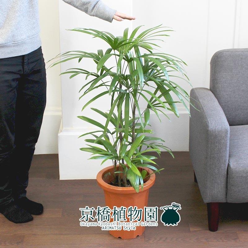 シュロチク/棕櫚竹 8号 : 花のアリマツ Yahoo!店 - 通販 - Yahoo