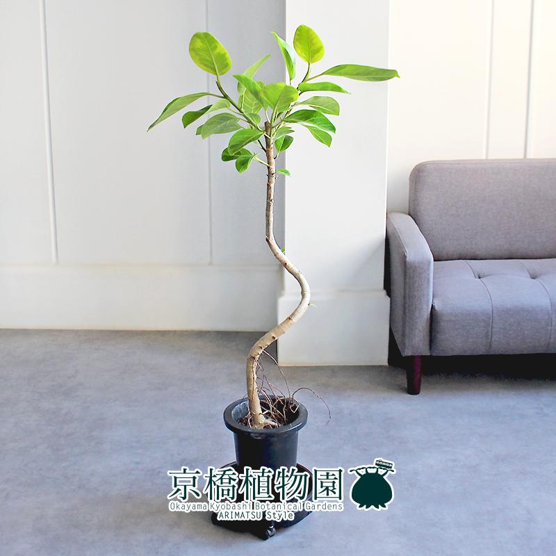 【現品】フィカス・アルテシーマ　7号　曲がり　黒鉢　（2） 現品】フィカス・アルテシーマ 7号 曲がり 黒鉢（2） フィカスアルテシーマ