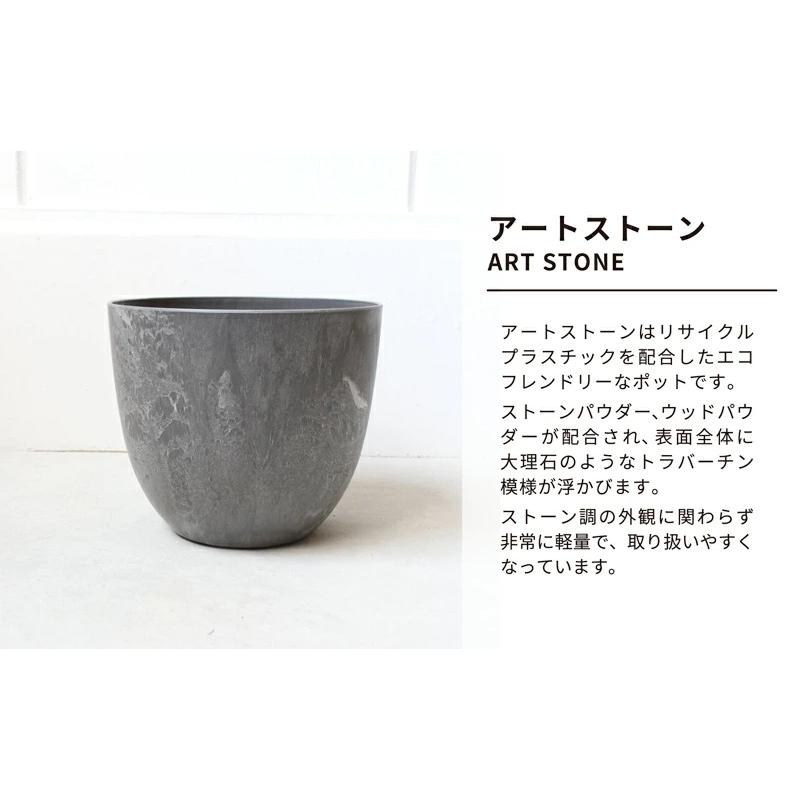 現品】コウモリラン/ビカクシダ・ビフルカツム 7号 アートストーン鉢 