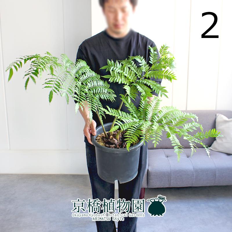 リュウビンタイ 特大玉